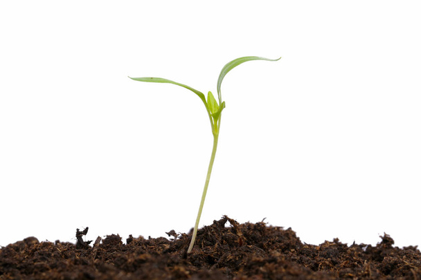 Молодые растения паприки в почве, изолированные на белом
 - Фото, изображение