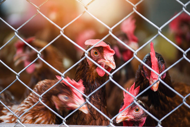 Yumurta için kapalı tavuk çiftliği ürün kafes tarım Tavuk  - Fotoğraf, Görsel