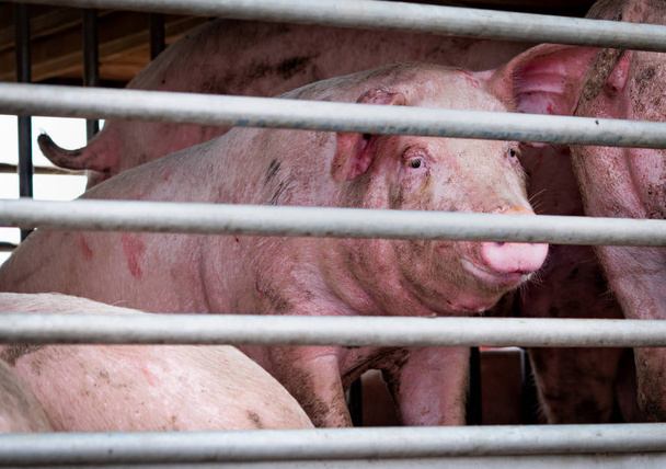 Pigs in truck transport from farm to slaughterhouse. Meat industry. Livestock. Animal meat market. Animals rights concept. Pig suffering and cruelty during delivery to pork processing factory. Swine.  - Photo, Image