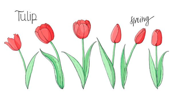 Na akciovém vektoru je sada červených tulipány s písmem. Izolované a ručně tažené vektorové ilustrace. Prvky pro květinové uspořádání, pozadí květin. Sbírka květinových květin na pružině. - Vektor, obrázek