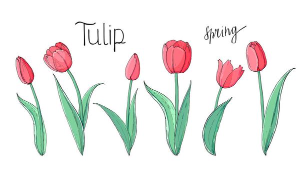 Stock Vector kwiatowy zestaw czerwonych tulipany z ręcznie rysowane napis. Izolowane i ręcznie rysowane wektor ilustracji. Elementy do projektowania Loral, tło kwiatowe. Wiosna ręcznie rysowane kwiat kolekcja. - Wektor, obraz