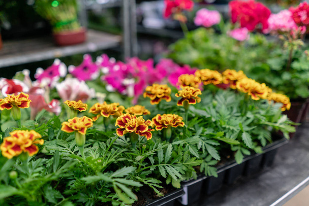 花の店の花の鍋に多くの異なる植物。ガーデンセンターと卸売業者のコンセプト。緑の背景。たくさんの葉. - 写真・画像