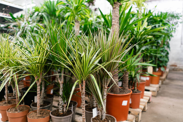 Many different high plants in flower pots in flowers store. Garden center and wholesale supplier concept. Green background. Lots of leaves. - Foto, Bild