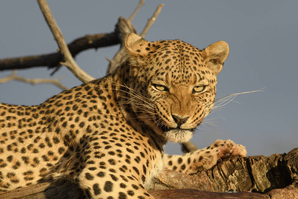 Леопард - Panthera pardus, красивые культовые хищники из африканских кустарников, саванн и лесов, Национальный парк Этоша, Намибия
. - Фото, изображение