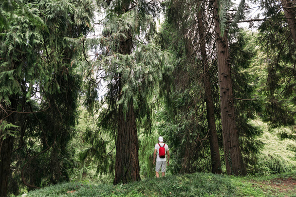 woman with backpack walking in the forest - Φωτογραφία, εικόνα