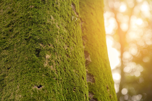 musgo close-up crescendo em tronco de árvore na floresta tropical. Casca de árvore com musgo verde
 - Foto, Imagem