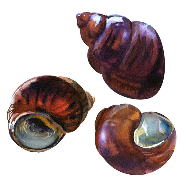 Rivier slak, Shell, geïsoleerd, hand getekende aquarel illustratie op wit - Foto, afbeelding