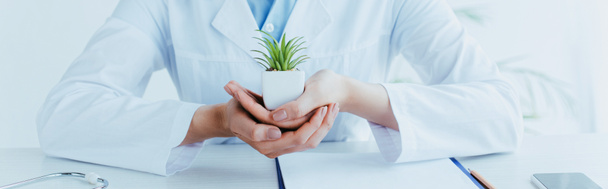 panoramic shot of doctor sitting at workplace and holding green potted plant - Foto, immagini