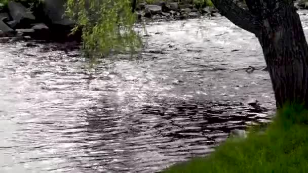 Willow bent branch over a river - Footage, Video