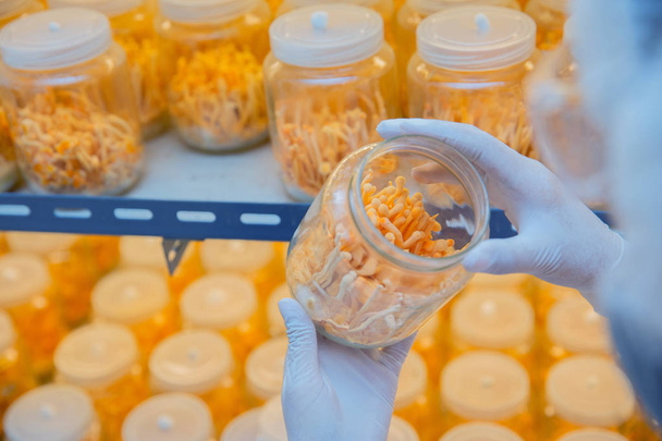 Badanie ekspertów naukowca i rozwijać złote żółte Cordyceps w laboratorium - Zdjęcie, obraz