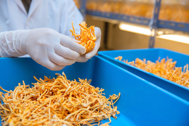 αγρόκτημα Cordyceps σε καθαρό εργαστήριο κινέζικο βότανο ιδέες υγείας CON - Φωτογραφία, εικόνα