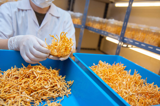 Cordyceps gospodarstwa w czystym laboratorium chiński herb zdrowia pomysłów con - Zdjęcie, obraz