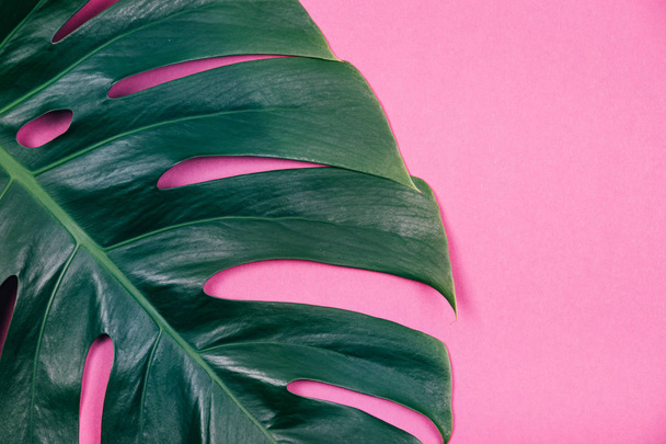 Tropical exotic plant green monstera leaf on pink pastel background.  - Foto, Imagen