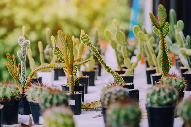 Variedad de cactus pequeños y plantas suculentas en varias macetas para decorar en cafeterías
 - Foto, imagen