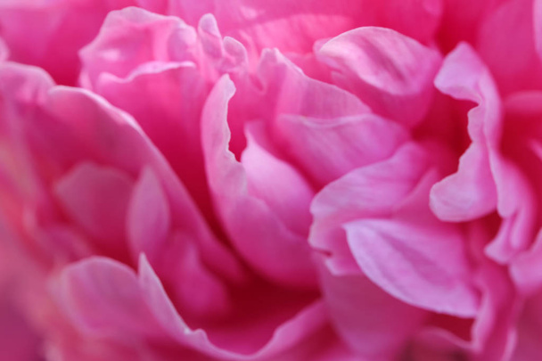 Pink peony blooms - Photo, Image