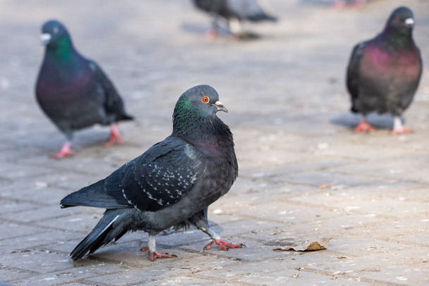 Pigeon Colombe dans les rues de la ville Oiseaux urbains Voler assis Faune Plumes Ailes
 - Photo, image