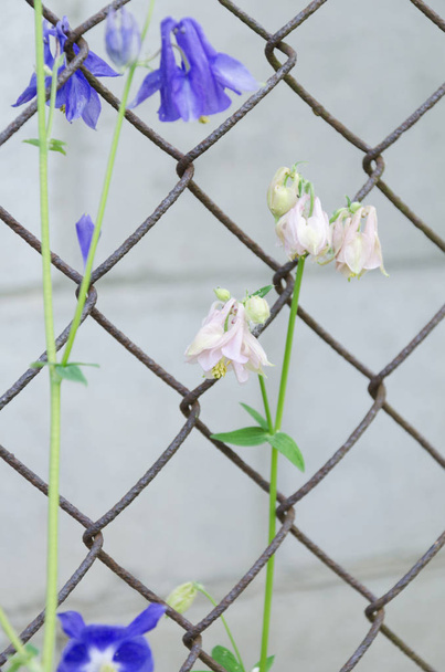 Hermosa campanilla de primavera contra valla de jardín, tiro vertical
 - Foto, Imagen