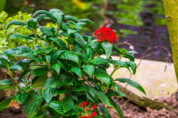 Fiori a grappolo rosso su una pianta pentas, popolare pianta tropicale dall'Africa, piante da giardino ornamentali fiorite
 - Foto, immagini