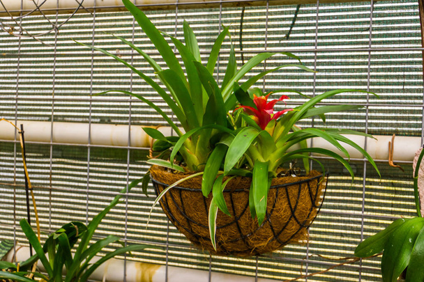 red tufted air plant in a flower basket, popular tropical decorative plant from America - Photo, Image