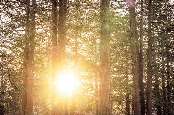 Hermoso paisaje al aire libre de árbol en el bosque con luz solar para el fondo de la naturaleza
 - Foto, imagen