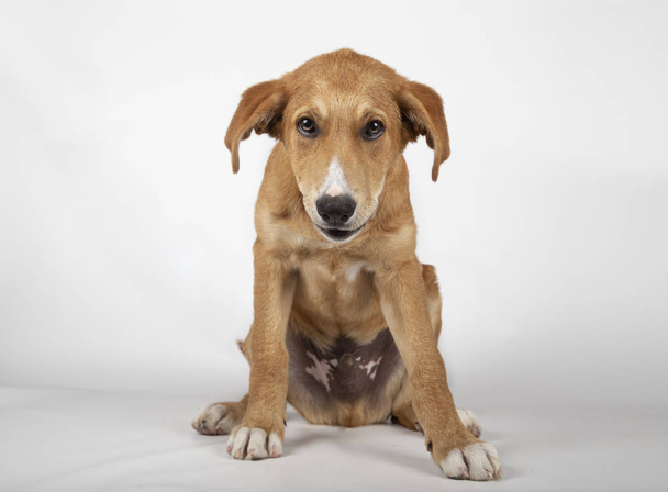 Suloinen koiranpentu 4 kuukautta
 - Valokuva, kuva