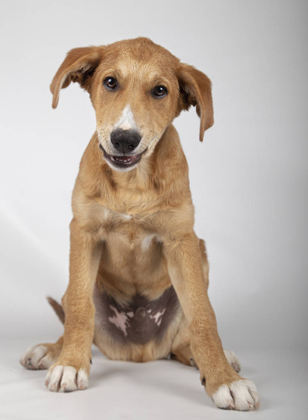 Suloinen koiranpentu neljä kuukautta
 - Valokuva, kuva
