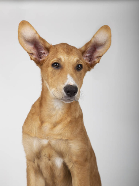 Cachorro de cuatro meses con ambas orejas boca arriba
 - Foto, imagen