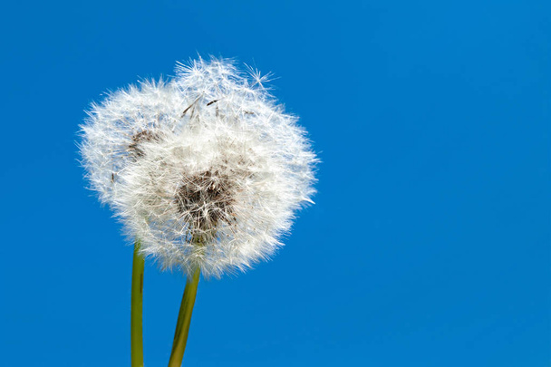 Dandelions in the blue sky.  - Photo, Image