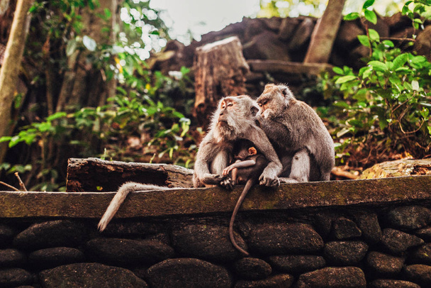 Güzel maymun ailesi - Fotoğraf, Görsel