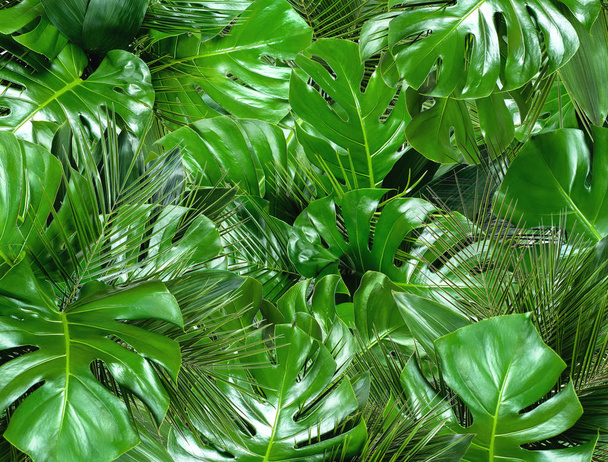 Zielone liście tropikalne tło - Zdjęcie, obraz