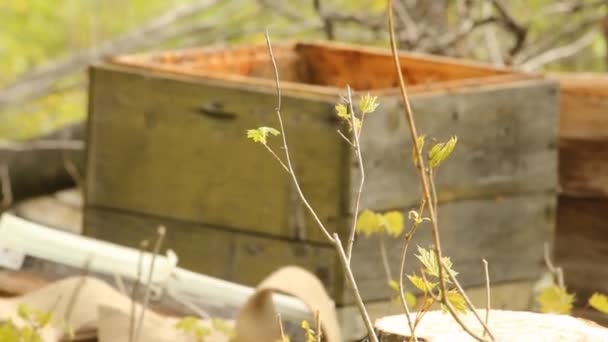 Spring works on an apiary. beekeeping - Video, Çekim