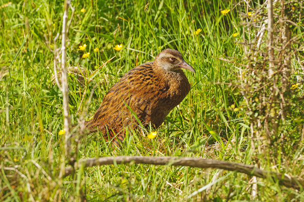 A Weka in the Wilderness - Photo, Image