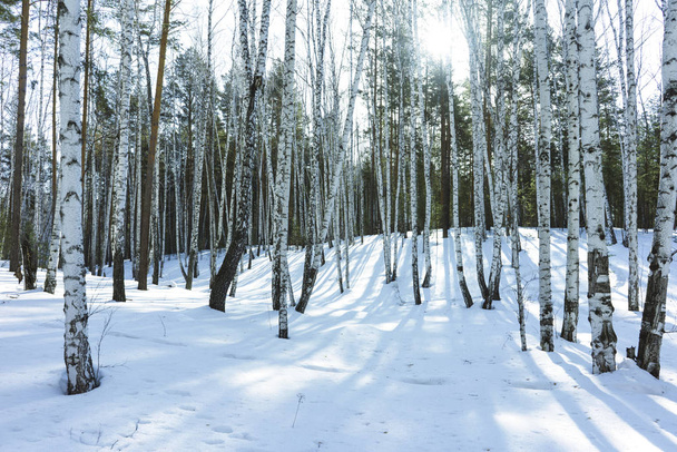 Sunny Day in Winter Birch Trees Forest - Foto, Bild
