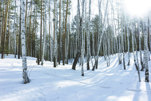 Sunny Day in Winter Birch Trees Forest - Foto, Imagen