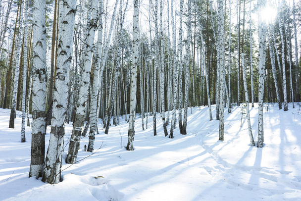 Sunny Day in Winter Birch Trees Forest - Photo, image