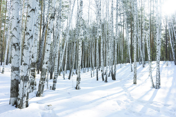 Sunny Day in Winter Birch Trees Forest - Photo, image