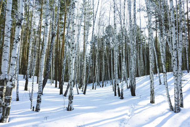 Солнечный день в зимнем березовом лесу
 - Фото, изображение