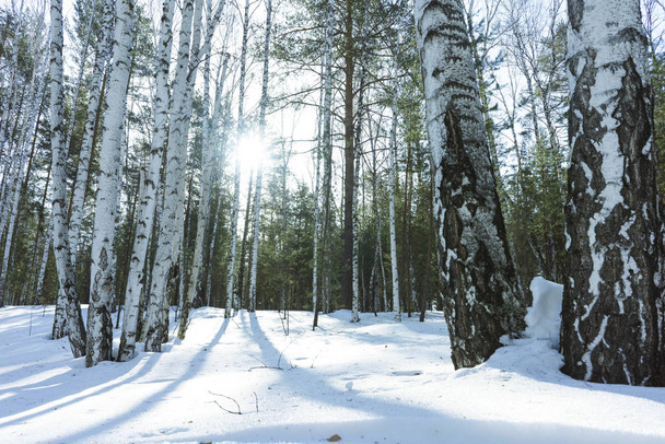 Sunny Day in Winter Birch Trees Forest - Foto, Bild