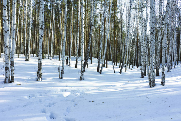 Sunny Day in Winter Birch Trees Forest - 写真・画像