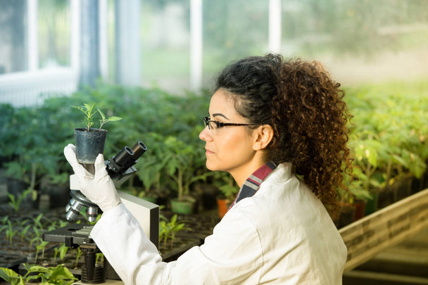 Biologist holding pot with sprout - Photo, Image