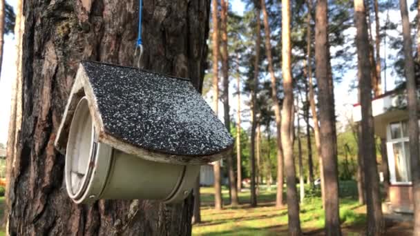 Birdhouse egy fán a parkban. Madáretető lóg a fán. - Felvétel, videó