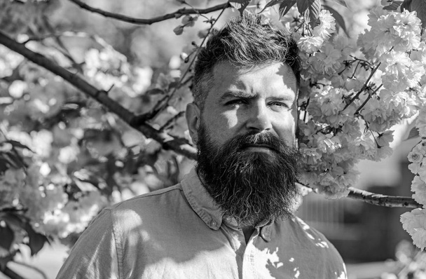 Harmony concept. Bearded man with stylish haircut with flowers of sakura on background. Hipster in pink shirt near branches of sakura tree. Man with beard and mustache on strict face near flowers - Photo, image