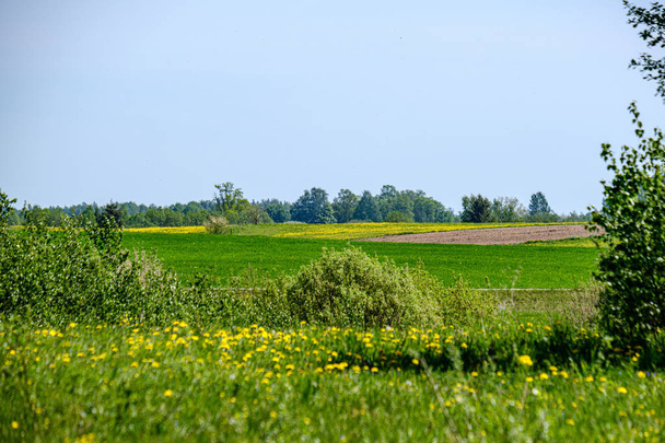 夏は緑の草原に黄色のタンポポの花 - 写真・画像
