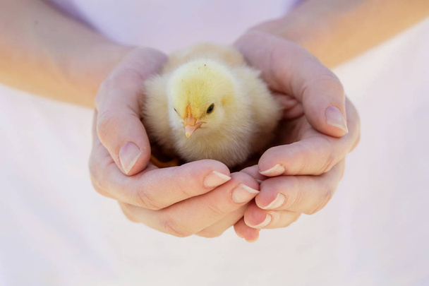 Χαριτωμένο κοτόπουλο μωρό στα χέρια - Φωτογραφία, εικόνα