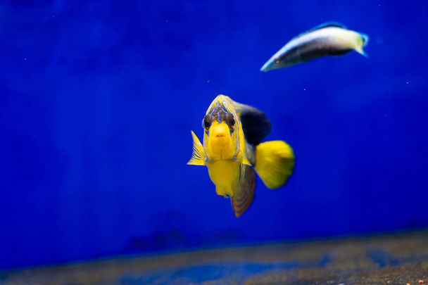 Poddospělý Regal Angelfish (Pygoplité diacanthus) - Fotografie, Obrázek