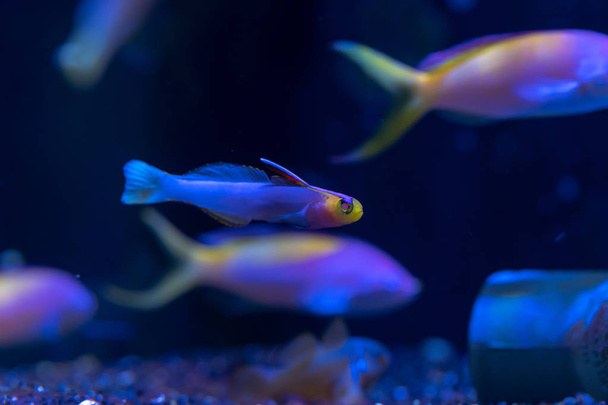 Helfrichin Dartfish tai Helfrichin Firefish (Nemateleotris helfrichi) koristekalat Marshallinsaarelta
 - Valokuva, kuva