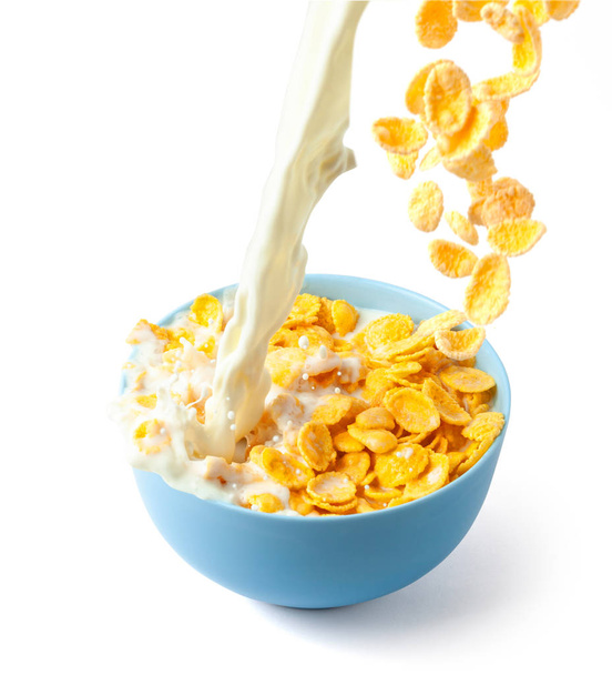 Cornflakes desayuno seco con leche. Corriente de leche con queso y salpicadura vierte en plato azul con cereales. Aislado sobre fondo blanco
. - Foto, imagen