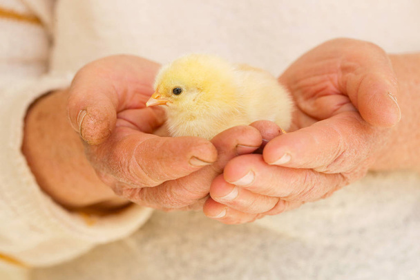 Elinde sevimli bebek tavuk - Fotoğraf, Görsel