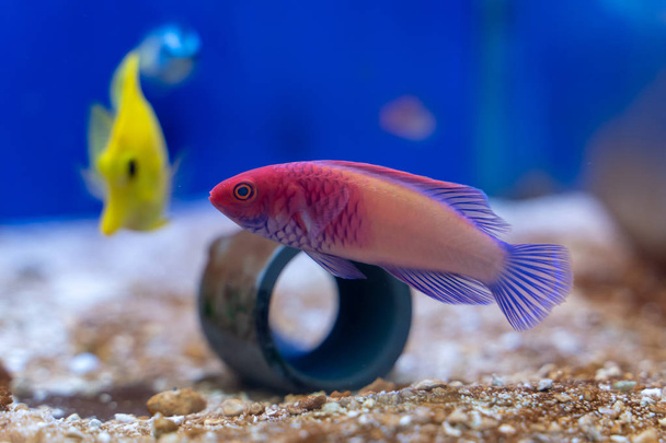 Roter Samtlippfisch (cirrhilabrus rubrisquamis) stammt von den Malediven - Foto, Bild