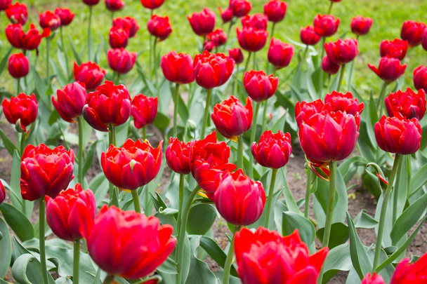 Tulips. Beautiful flowers. Tulip Festival in St. Petersburg, Russia - Фото, изображение